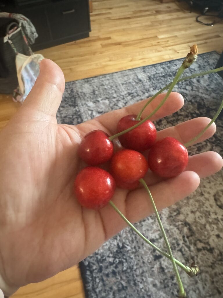 A hand holding some cherries in their palm